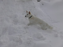 Dusty hat sehr viel Spa&szlig;